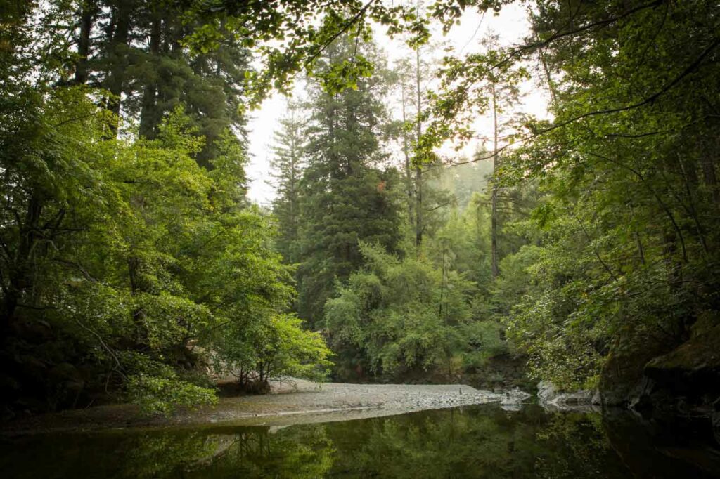 landscape of creek in russian river sf bay area cazadero