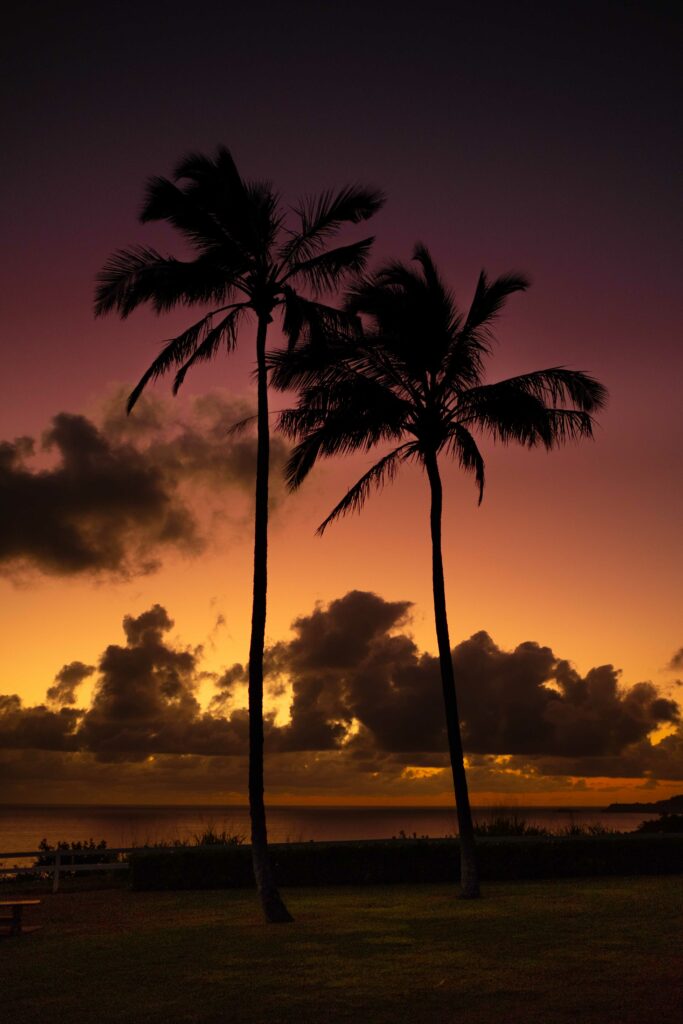 sunrise with palm trees in kauai