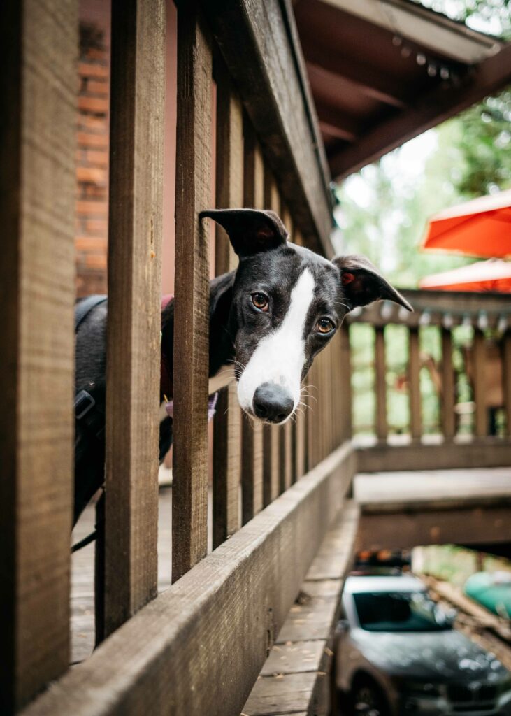 whippet puppy dog sticking her head out at fence