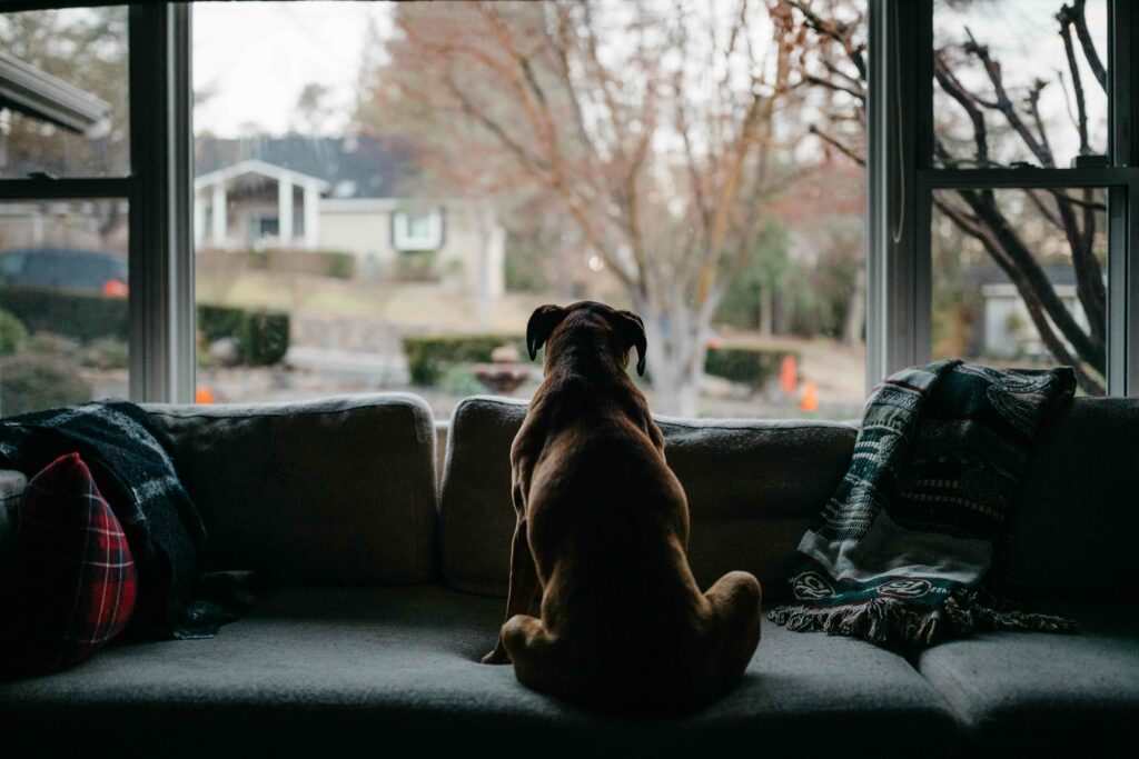 boxer dog looking out in the window.