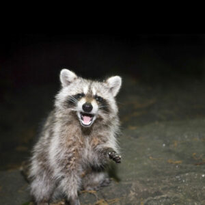 started photo of raccoon in evening with flash light