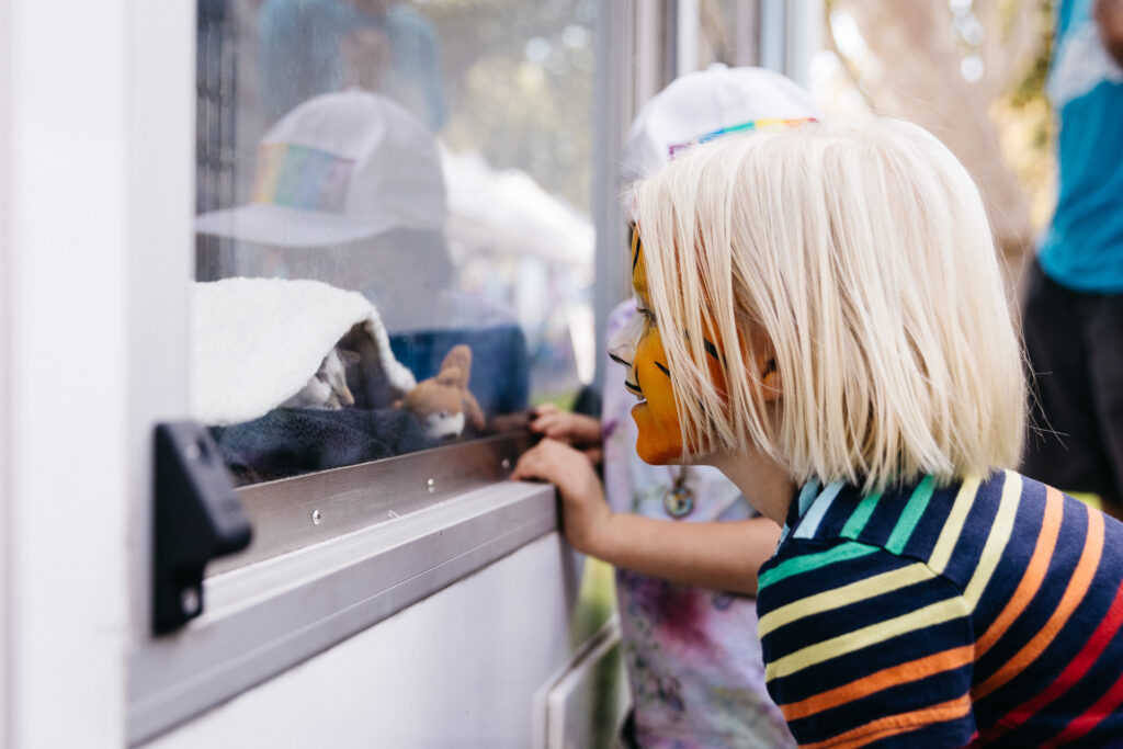 Young girl in face paint looking at kittens at FAAS