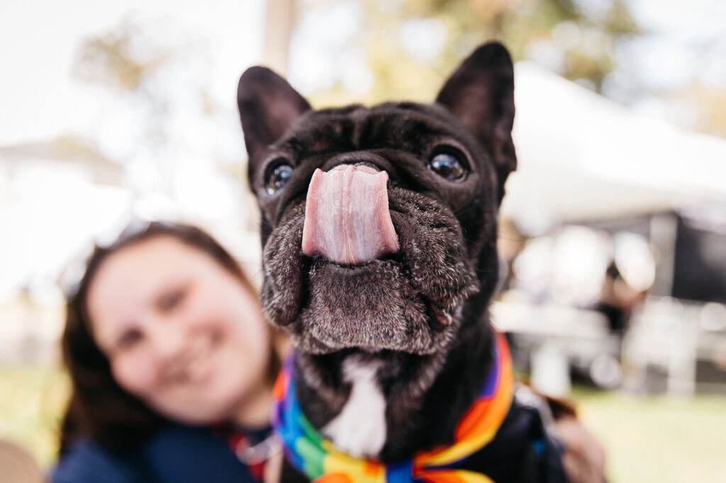 Dog licking lips at Alameda Pride at Friends of Alameda Animal Shelter booth