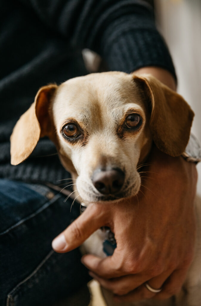 family dog being petted.