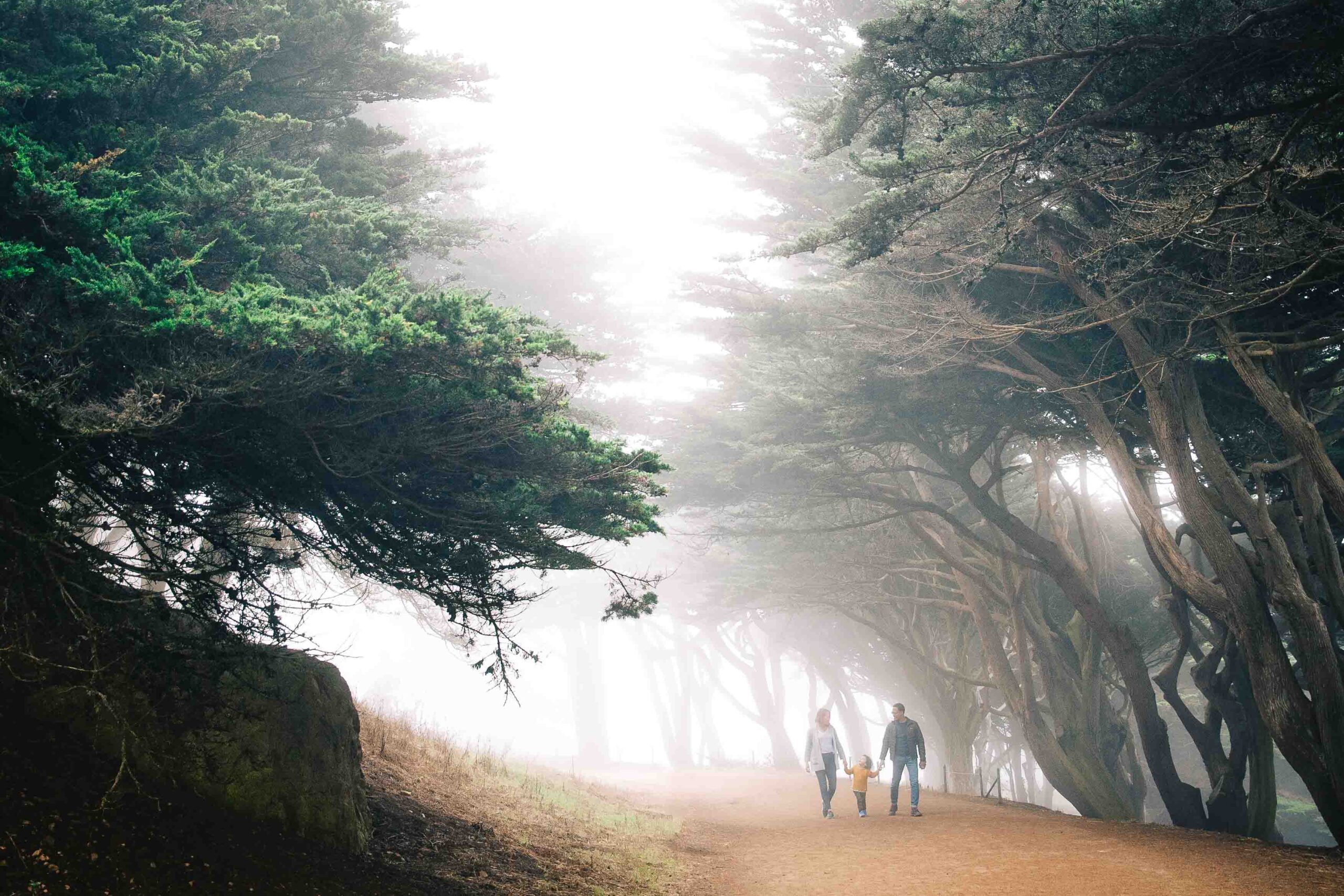 Family is walking hand in hand among the Cypress tress at Lands End on a foggy day.